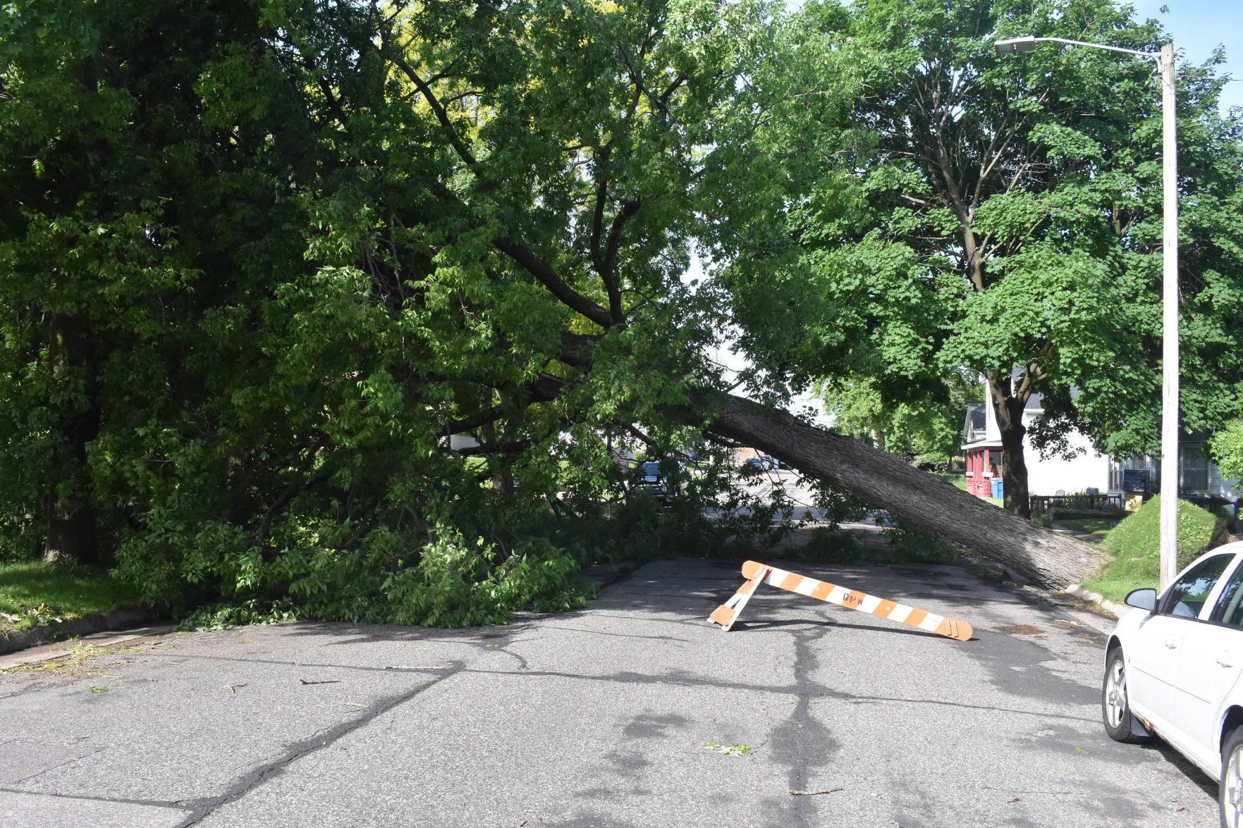 Downed tree at East Conant